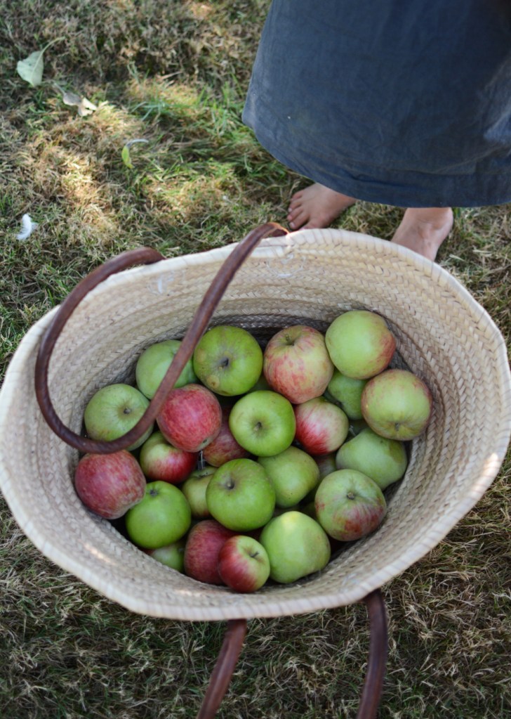 apples in basket