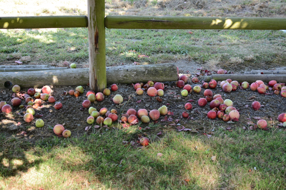apples on ground
