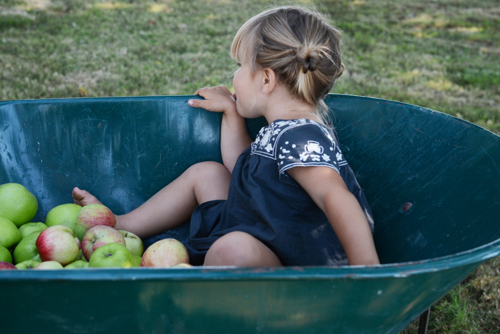 Marlow in wheelbarrow