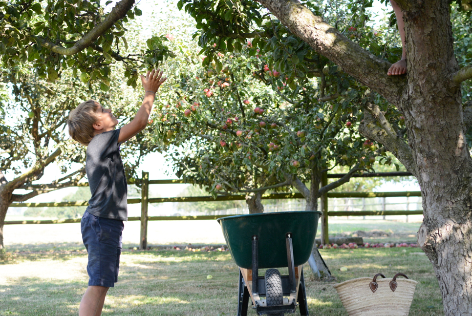quin grabbing apples