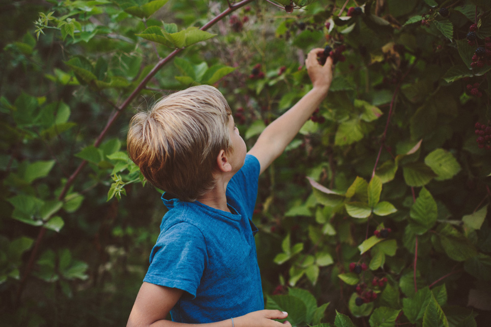 quin picking berries