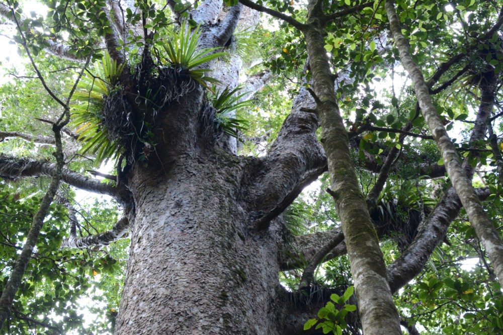 giant kauri tree