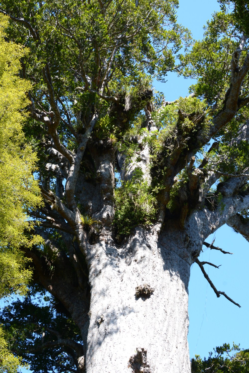 Tane Mahuta