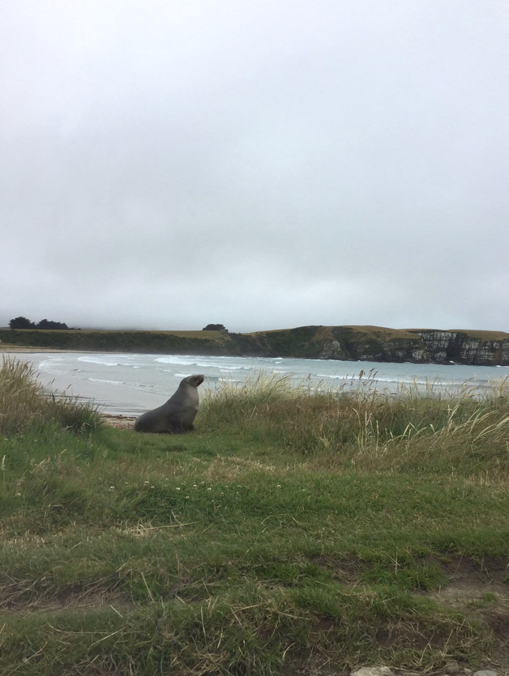 sea lion in Catlins
