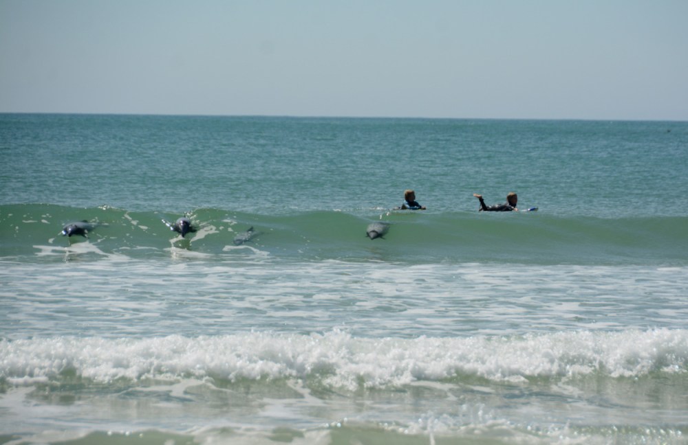 surfing with dolphins