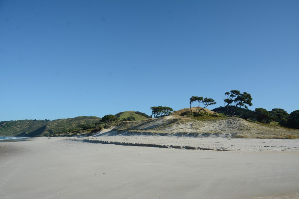 trees on Pakiri beach