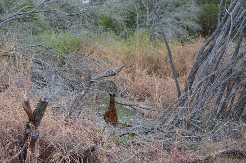 wallaby