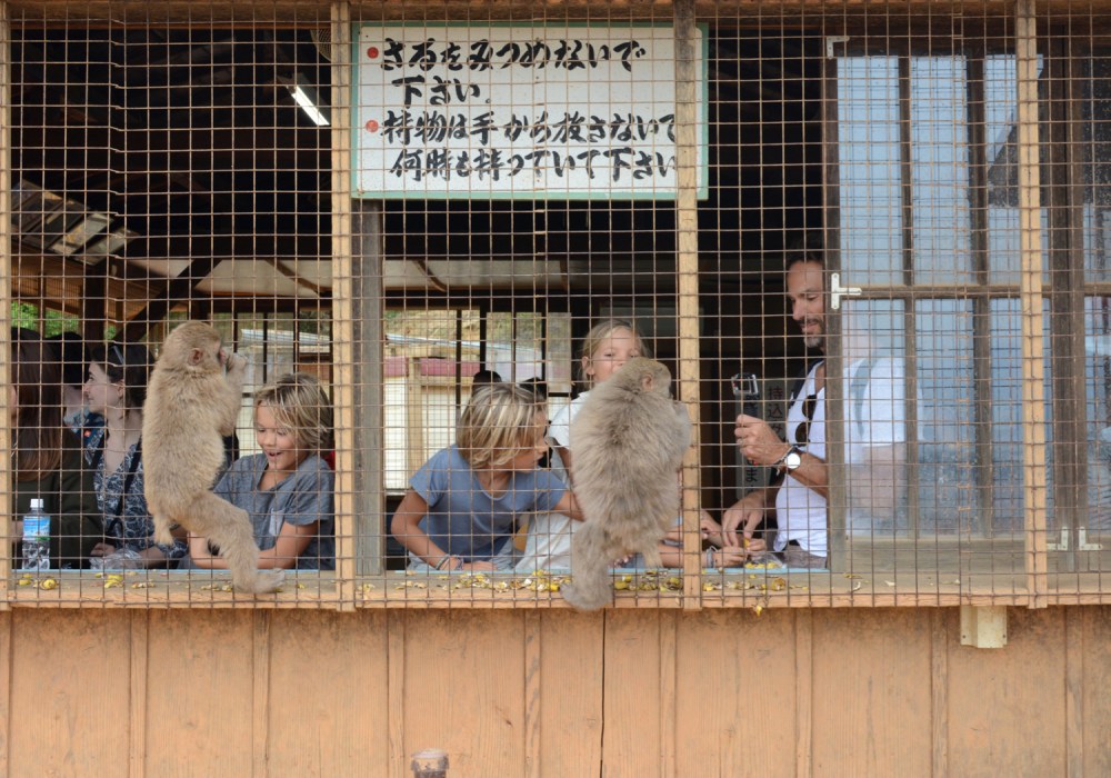 feeding monkeys in MOnkey Park Kyoto