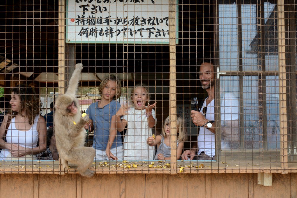 feeding monkeys in monkey park