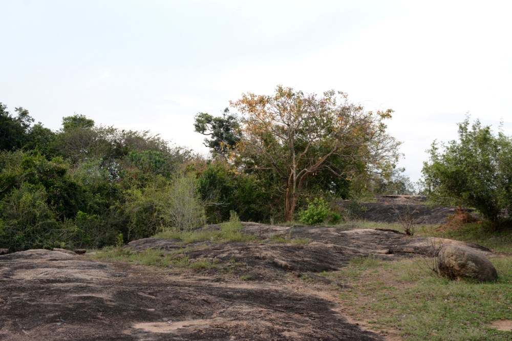 jungle in arugam bay