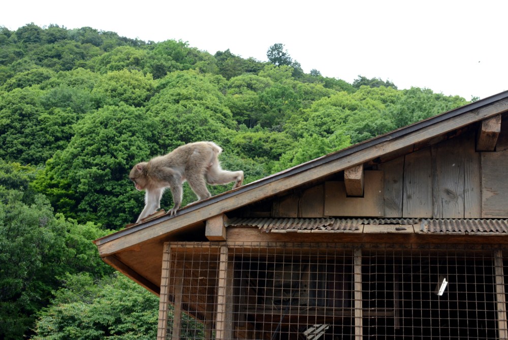 monkey on roof Monkey Park