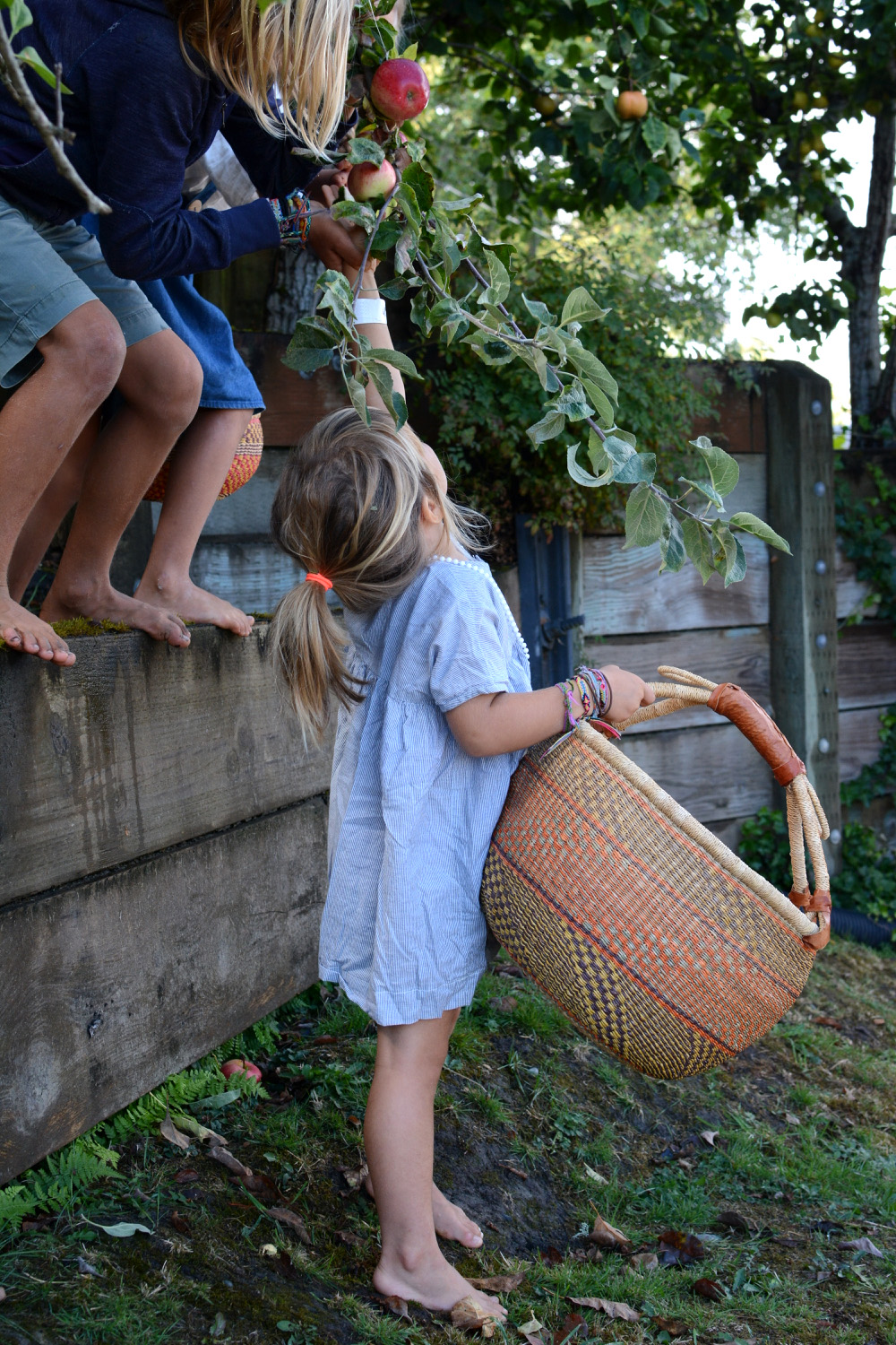 kids helping Marlow pick apples
