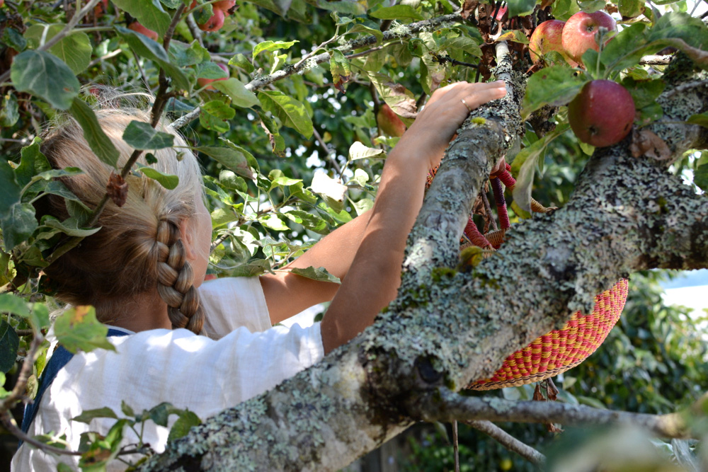 picking apples for apple cake